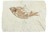 Fossil Fish (Knightia) - Wyoming #224532-1